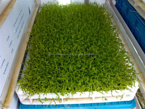 Machine de fourrage hydroponique de blé et d'orge machine à herbe <span class=keywords><strong>Vert</strong></span> haricot de <span class=keywords><strong>soja</strong></span> machine de culture - Product Image 3