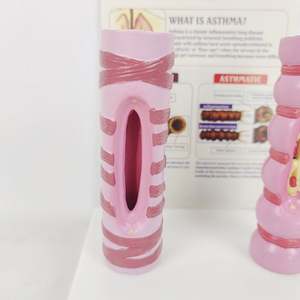 Modè<span class=keywords><strong>le</strong></span> d'asthme KyrenMed : Comparaison entre bronches normales <span class=keywords><strong>et</strong></span> pathologiques avec explications - Product Image 4