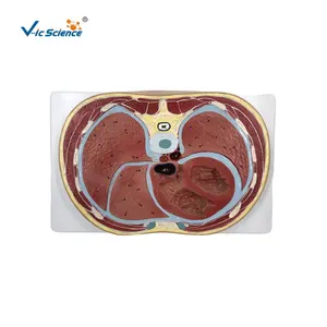 Schematic Cross Section through Thorax (T8) human anatomy parts medical human teaching model