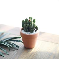 Pot en céramique en terre cuite pour cactus et succulentes, utilisation au sol, écologique, durable