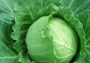 ปุ๋ยอินทรีย์เม็ดดำ NPK 12-0-1 ขายส่ง เหมาะสำหรับผักใบเขียวในงานเกษตร - Product Image 5