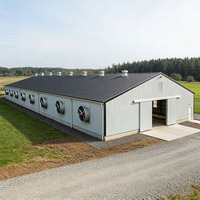 Edificio Prefabricado de Metal para Granjas Avícolas, Estructura de Acero para Cría de Pollos de Engorde y Gallinas Ponedoras, Instalación para Cría de Ganado, OEM ODM EN1090 CE