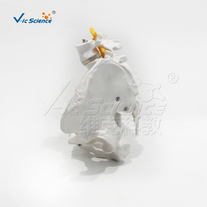 Modèle d'os pelvien masculin avec 2 vertèbres lombaires, taille réelle, en PVC, pour la formation en chiropratique, certifié CE ISO ROHS CNAS - Product Image 6