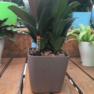 YIZHITANG <span class=keywords><strong>vasi</strong></span> autoassorbenti da 5 pollici <span class=keywords><strong>per</strong></span> decorazioni <span class=keywords><strong>per</strong></span> il giardino di casa matrimonio composizioni floreali Bonsai <span class=keywords><strong>piante</strong></span> in plastica succulenta - Product Image 3