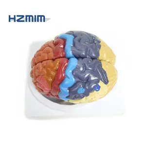 2 部分人类解剖大脑塑料模型