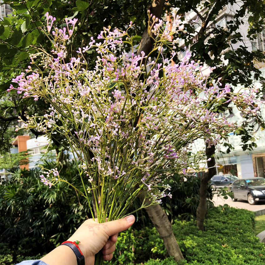Lilas souffle bébé