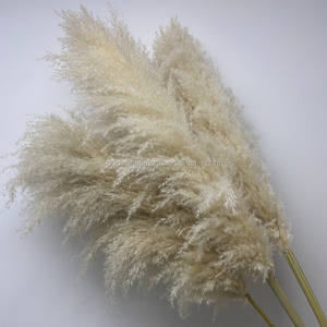 QSLH-W529 Decorativo in vaso piante di grandi dimensioni secca reed erba <span class=keywords><strong>pampas</strong></span> erba <span class=keywords><strong>per</strong></span> la vendita - Product Image 3
