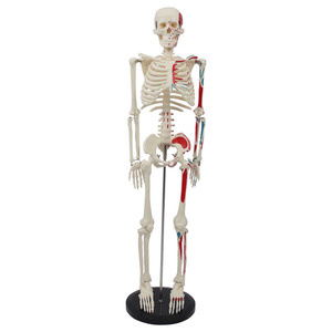 Modèle squelettique personnalisé de 85 cm avec points d'origine et d'insertion musculaire pour la partie du corps supérieure ; modèle squelettique pour l'enseignement médical. - Product Image 4