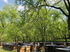 Натуральный чистый необработанный мед сидр из фиников BEESTAR 2026 нового урожая оптом для Саудовской Аравии - Product Image 6