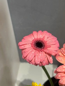 Flor de Margarita Africana, Perenne, de Fácil Cultivo, Flor de Jardín, <span class=keywords><strong>Gerbera</strong></span> <span class=keywords><strong>Jamesonii</strong></span> - Product Image 4