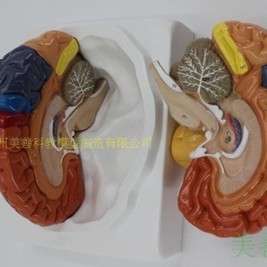 Modèle de crâne coloré détachable et grand format, authentique, représentant l'anatomie du cerveau humain et les ventouses. - Product Image 3
