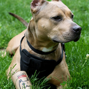 Eco-Friendly Round Paper Tube Packaging for Pet Cat & Dog Food <b>Treats</b> Custom Cylindrical Carton with Lid Vanishing Printing - Product Image 5