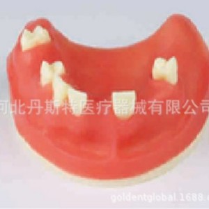 Modèle dentaire Dt M2024, modèle anatomique pédagogique, modèle d'exercice maxillaire en silicone médical pour les sciences médicales - Product Image 3