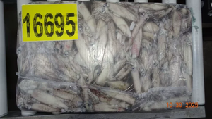 حبار كاليفورنيا المجمد - Product Image 4