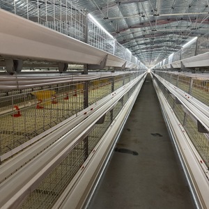 Jaula automática para cría de pollos de engorde, batería de cultivo, jaula para pollos para cría de animales pequeños disponible para la <span class=keywords><strong>venta</strong></span> - Product Image 1
