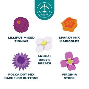 <span class=keywords><strong>Beanstalk</strong></span> 5-loại không biến đổi gen hoa phát triển Kit cử nhân nút Zinnia Cúc Vạn Thọ Virginia Chứng Khoán bé của hơi thở tốt nhất sinh nhật vườn - Product Image 4