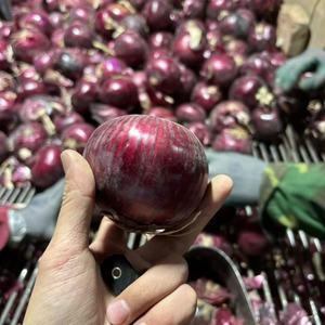Màu Đỏ Tươi Hành Tây Hot Bán Nhà Máy Giá Rau Cung Cấp Từ Ấn Độ Hành Tây Nhà Máy - Product Image 5