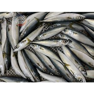 Pesce cinese di mare e terra ghiacciato sgombro fresco di mare e terra di Saba sgombro - Product Image 3