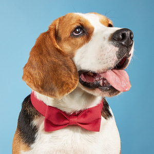 <span class=keywords><strong>Collar</strong></span> de pajaritas de Tanpopo para perros y gatos, corbatas bonitas para cachorros grandes, accesorios de aseo bonitos para cumpleaños, vacaciones, regalo de boda - Product Image 1