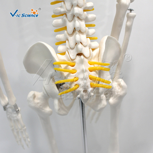 Modelo Anatómico de PVC de 85 cm del <span class=keywords><strong>Sistema</strong></span> Esquelético con Nervios y Discos Intervertebrales para la Enseñanza de Ciencias Médicas - Product Image 1
