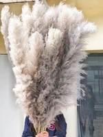 Penjualan Langsung Pabrik Bunga Kering Alami Rumput Pampas Beige Besar untuk Dekorasi Bunga Pernikahan Rumah Rumput Pampas
