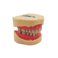 Modelo de Estudio Dental Tipo BF, Modelo de Entrenamiento para Educación Oral, Encías Suaves, 28 Dientes