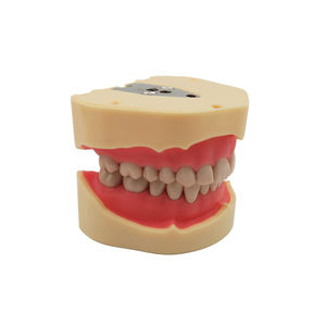 Modèle d'étude dentaire de type BF, modèle d'entraînement à l'éducation bucco-dentaire, gencives souples, 28 dents - Product Image 4