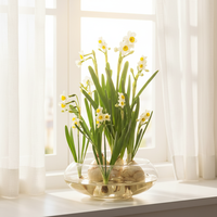 Vase en verre, bol pour plantes, pot de fleurs pour lotus, pétunia, narcisse, culture hydroponique, plantes vertes, salon, balcon, table