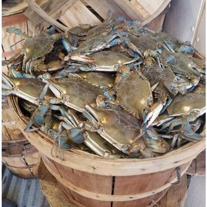 SEAFOOD <b>WOODEN</b> <b>BASKET</b> <b>WOODEN</b> CRAB <b>BASKET</b> <b>WOODEN</b> CRAB BUSHEL <b>BASKET</b> LARGE QUANTITY FROM BLUE LOTUS VIETNAM - Product Image 4
