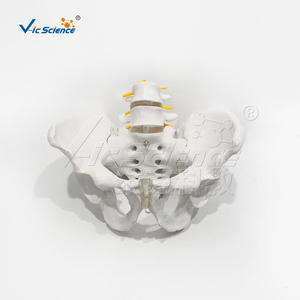 Modèle d'os pelvien masculin avec 2 vertèbres lombaires, taille réelle, en PVC, pour la formation en chiropratique, certifié CE ISO ROHS CNAS - Product Image 3