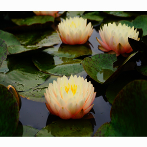 Pacchetto Super Conveniente: Tuberi di Nymphaea Blushing Bribe e Cesto Acquatico Pro per Ninfee d'Acqua - Product Image 4