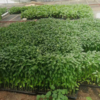 Tissu non tissé agricole, tissu non tissé en polypropylène (PP) spunbond, tissu de protection contre le froid pour fruits et légumes