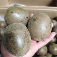 Fournisseur de source Vente en gros Price100 % Naturel Luo Han Guo Momordica Grosvenori Fruits de moine séchés pour la cuisine ou le thé