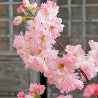 Bunga Sakura Tiruan Sutra Grosir, Cabang Bunga Sakura Pink Putih Buatan Tangan Tahan Lama untuk Hari Valentine