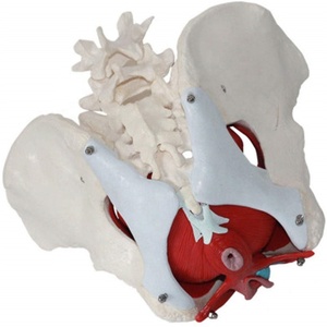 Sản Xuất Mô Hình Khung Chậu PVC Mô Hình Giảng Dạy Khoa Học Y Tế Chất Lượng Cao Của Khung Xương Chậu Và Xương Chậu Nữ Kích Thước Cuộc Sống - Product Image 4