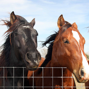 镀锌钢高张力铁丝农场围栏 1.0/1.2/2 <span class=keywords><strong>m</strong></span> 高 50 <span class=keywords><strong>m</strong></span> 长 牛羊农场围栏板 - Product Image 1