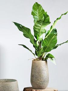 <span class=keywords><strong>Maceta</strong></span> grande minimalista de cemento en forma de huevo de pato de alta gama, <span class=keywords><strong>maceta</strong></span> de planta verde de diamante negro de madera de <span class=keywords><strong>pie</strong></span> de pato - Product Image 5