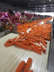 Китайский поставщик, свежие овощи нового сезона, такая большая морковь, оптовая продажа, свежая цена в Китае, свежие красные семена моркови для Канады, США