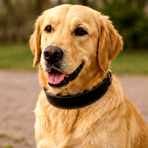 Collier pour chien en cuir tendance, vente en gros, fournisseur personnalisé, collier pour chien d'inspiration équestre de Divine International - Product Image 1