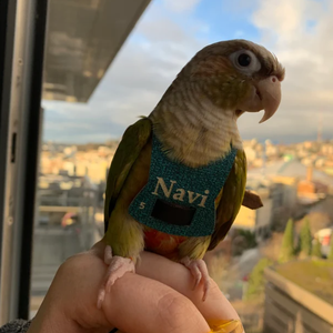 Cockatiel chim khai thác chim Dây Xích PU da Conure Vẹt phi công khai thác chim khai thác và dây xích - Product Image 5