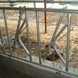 Thép Mạ Kẽm Nóng Ống Bò Thức Ăn Head Khóa Đối Với Sữa Trang Trại - Product Image 4