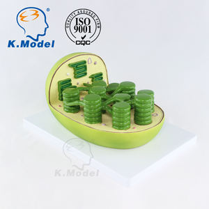 Modelo Educativo de Biología KS-C3 de Cloroplasto para Estudiantes - Product Image 4