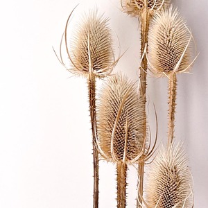 Décoration bohème DIY, bouquet de mariage, fleurs séchées naturelles sauvages courantes, tiges de chardon, Dipsacus - Product Image 1