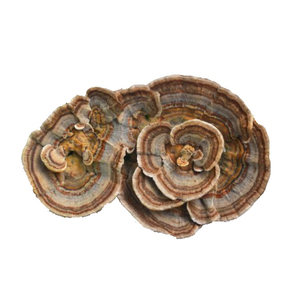 Extracto de cápsula de seta de cola de <span class=keywords><strong>pavo</strong></span>, polvo de extracto de seta de cola de <span class=keywords><strong>pavo</strong></span>, compra instantánea - Product Image 3