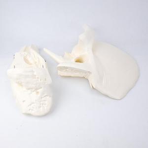 Modello Anatomico Ingrandito del <span class=keywords><strong>Osso</strong></span> Temporoale, Modello di Cranio Smontabile per Osservazione Artistica e Insegnamento - Product Image 4
