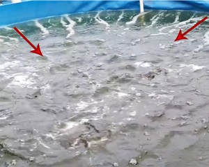 Zalmviskwekerijen Passen Dimensie Stalen Meervalvijver Aan - Product Image 3