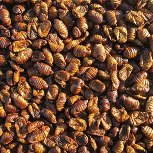 חם מכירת תולעי משי מיובשים גבות חלבון גבוהה לחומינים בעלי חיים - Product Image 3