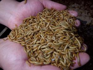 תולעי קמח מיובשות בסיטונאות, מזון חתולים עשיר בחלבון, מזון דגים, חוות גידול, תולעי לחם מיובשות טבעיות - Product Image 4