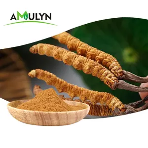 Cs-4 organik Cordyceps sinensis Cordyceps Militaris özü 30% polisakkaritler tozu 0.3% cordycepin