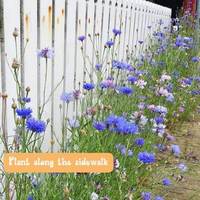 Vente en gros Plantation populaire Blooming Wildflower 3 X Zaad Bomb Balls Pack